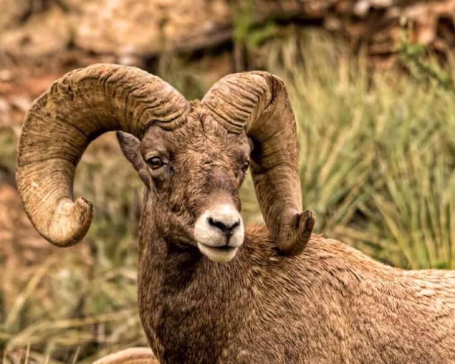 GOG-bighorn-sheep-sider